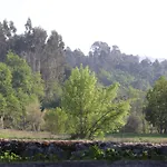 Cazal Da Lamella *